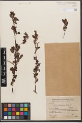 Foto von Salix wilsonii Seemen
